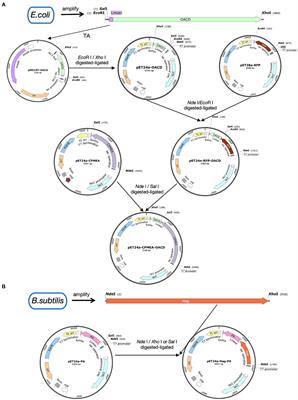 A novel bacterium-like particles platform displaying antigens by new anchoring proteins induces efficacious immune responses